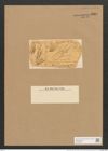 Berkeleya conferta (W.Sm.) Grun. (de-Toni-Nr.: Genus 21, Species 1223) Zeichnungen Sammlung Grunow Nr. 2364 (NHMW-BOT-W0369498)